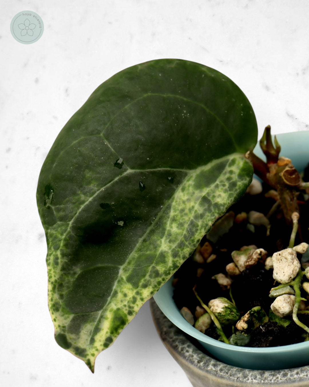 Hoya 'Candy'