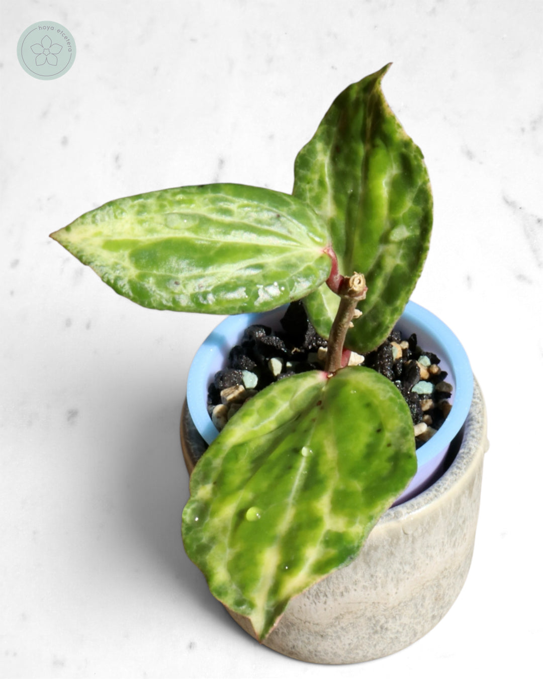 Hoya 'Crocodile'