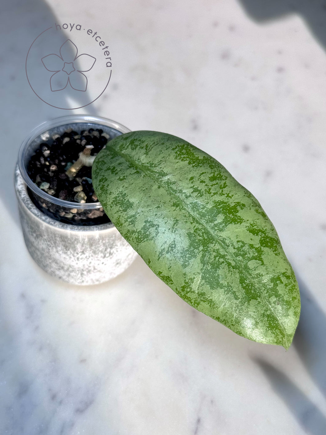 Hoya sp. Gunung Gading (Borneo silver) 🌱 cutting