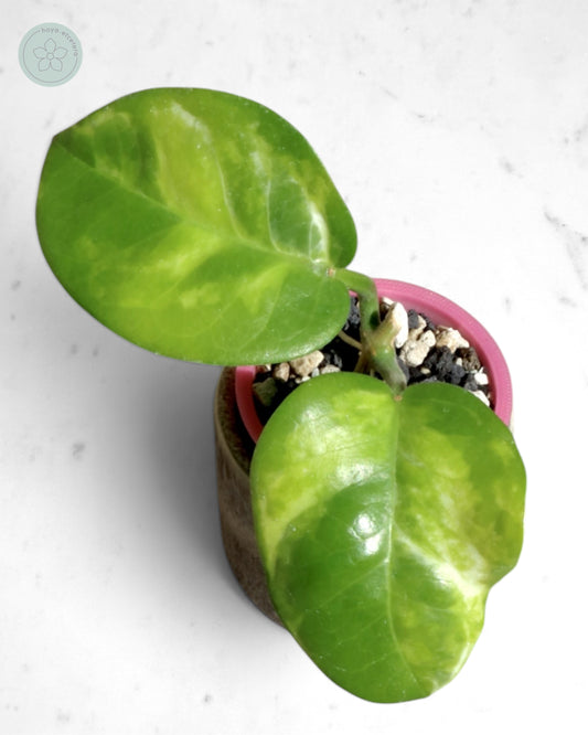 Hoya australis (peridot)