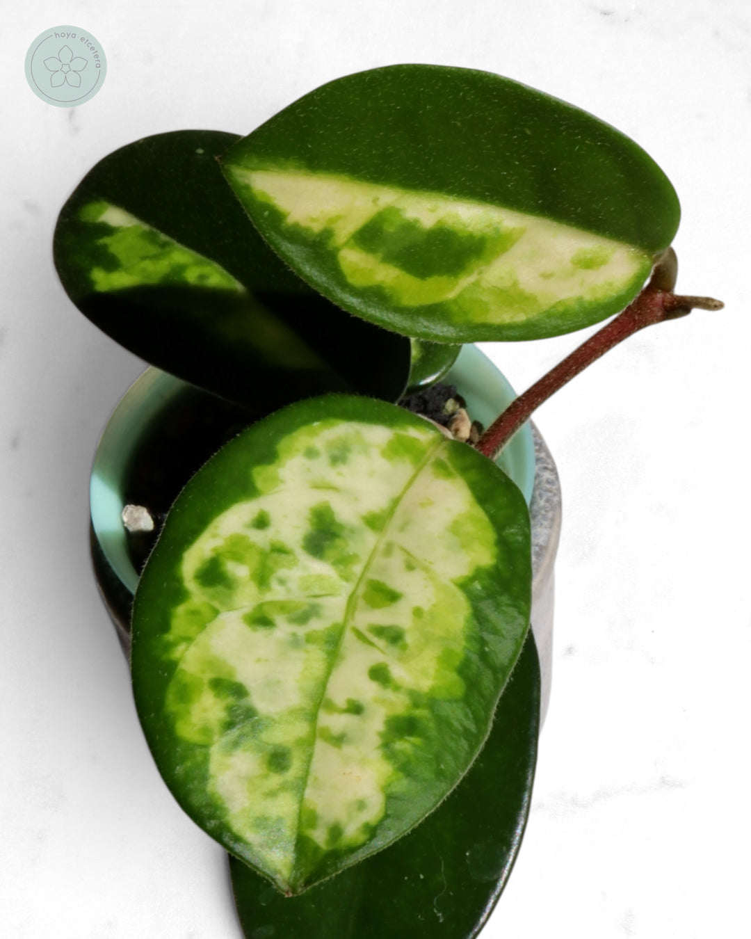 Hoya carnosa 'Madara' (Green Edge)