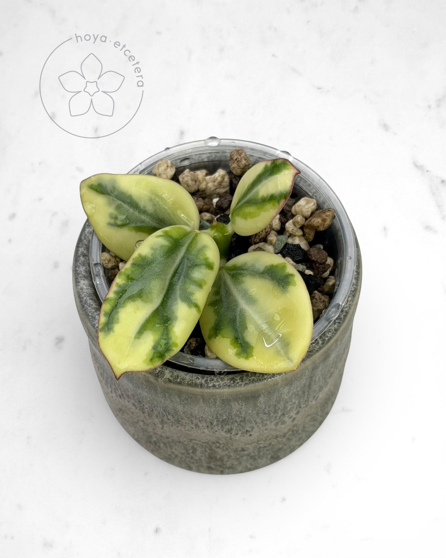 Hoya para 'Emerald Frost'