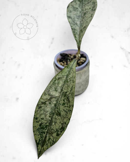 Hoya clemensiorum (Borneo silver) 🌱 cutting