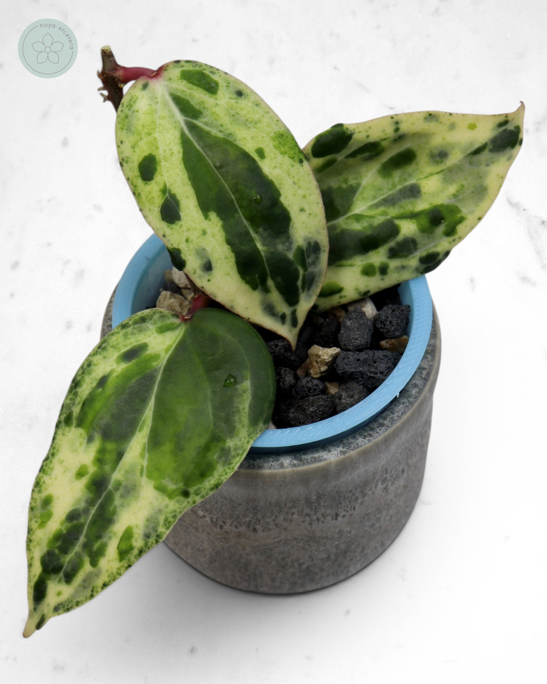 Hoya 'Swiffer’s Nightmare' 🌱 cutting