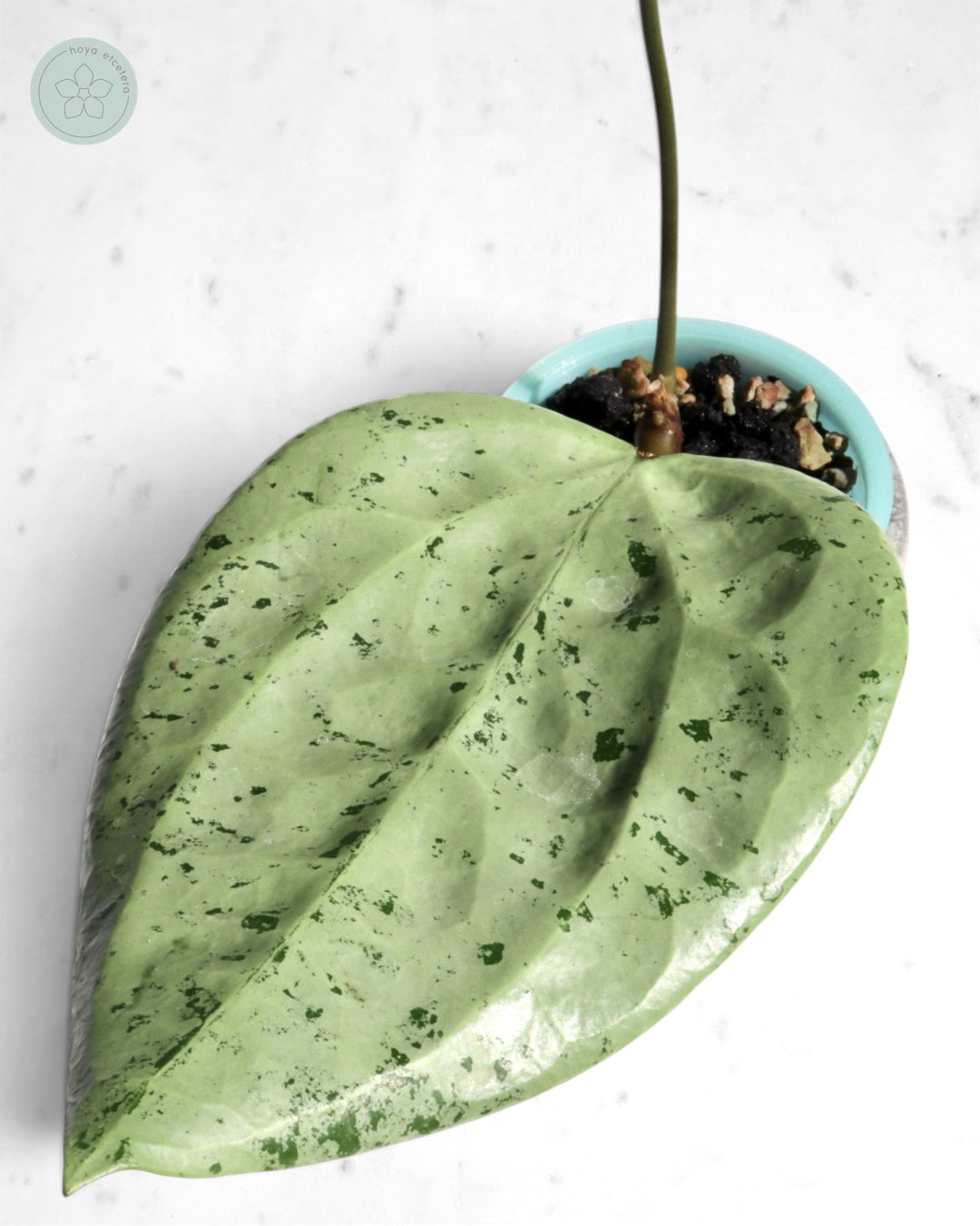 Hoya glabra 'Gin' (silver)