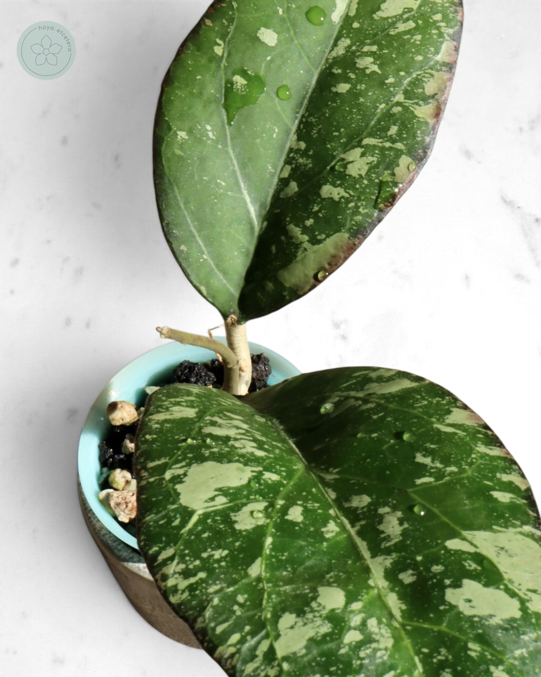 Hoya nervosa x 'Joy' (splash)