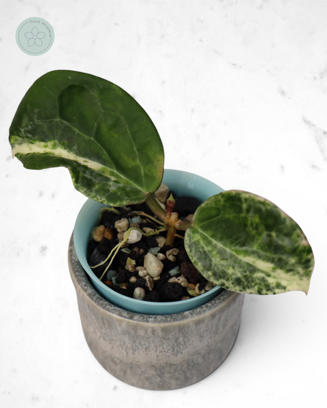 Hoya 'Candy'