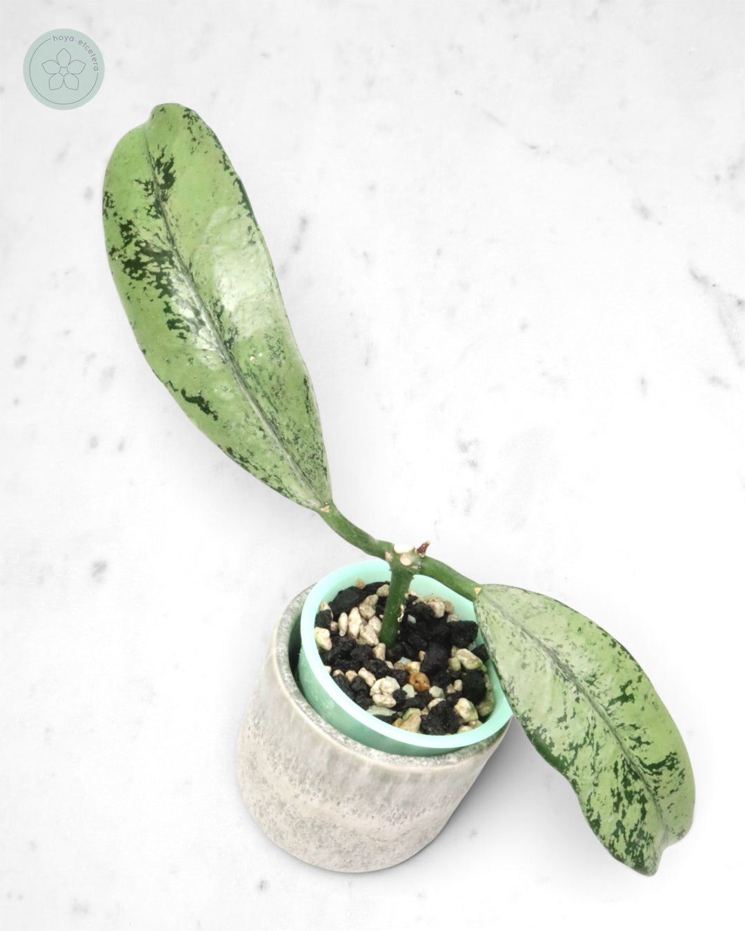 Hoya griffithii (ghost)
