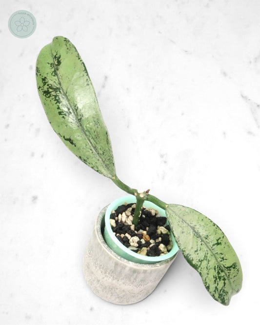 Hoya griffithii (ghost)