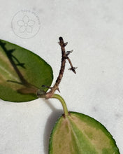 Hoya compacta 'Oblak'