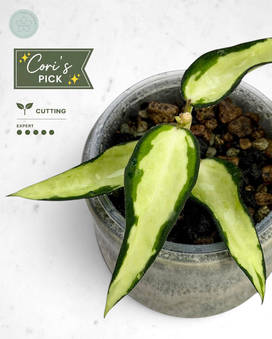 Hoya burmanica (variegated)
