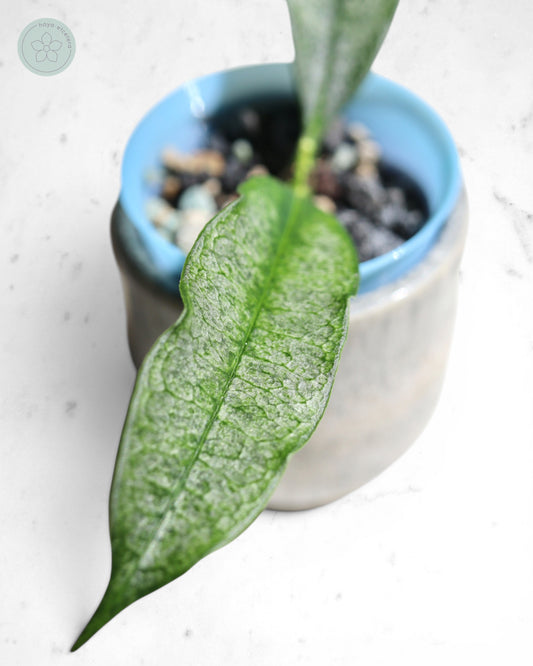 Hoya irisae (silver)