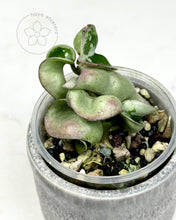 Load image into Gallery viewer, Hoya compacta (silver margin) 🦄
