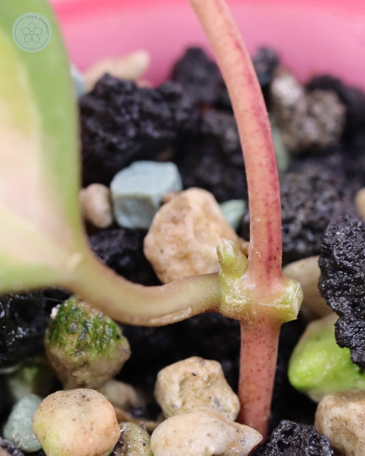 Hoya elliptica (variegated)