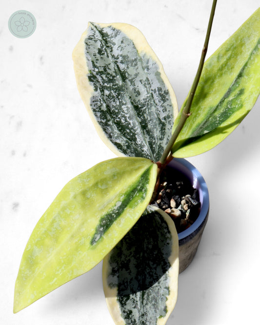 Hoya sp. Rangsan (albo splash)