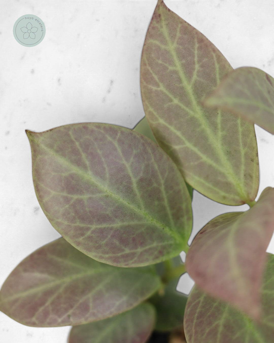 Hoya obscura 'Cryptic Chrome' CML-09-21-A