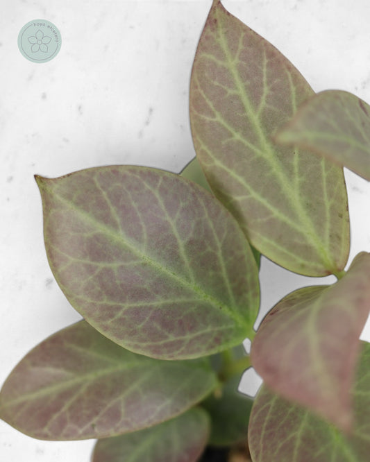 Hoya obscura 'Cryptic Chrome' CML-09-21-A