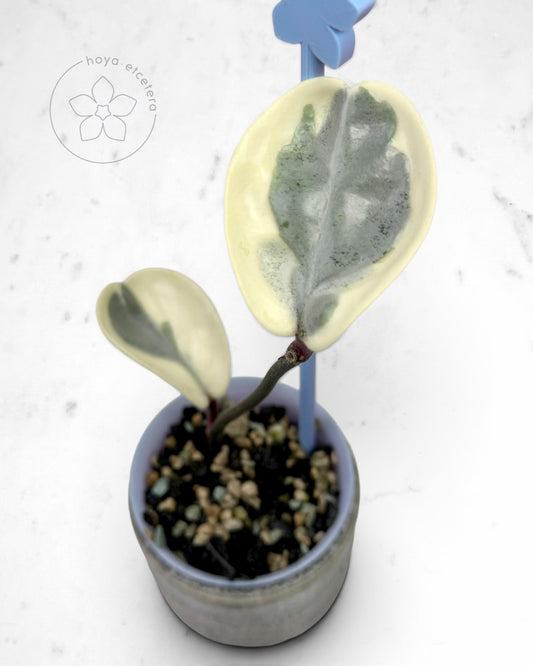 Hoya carnosa 'Argentea Picta'