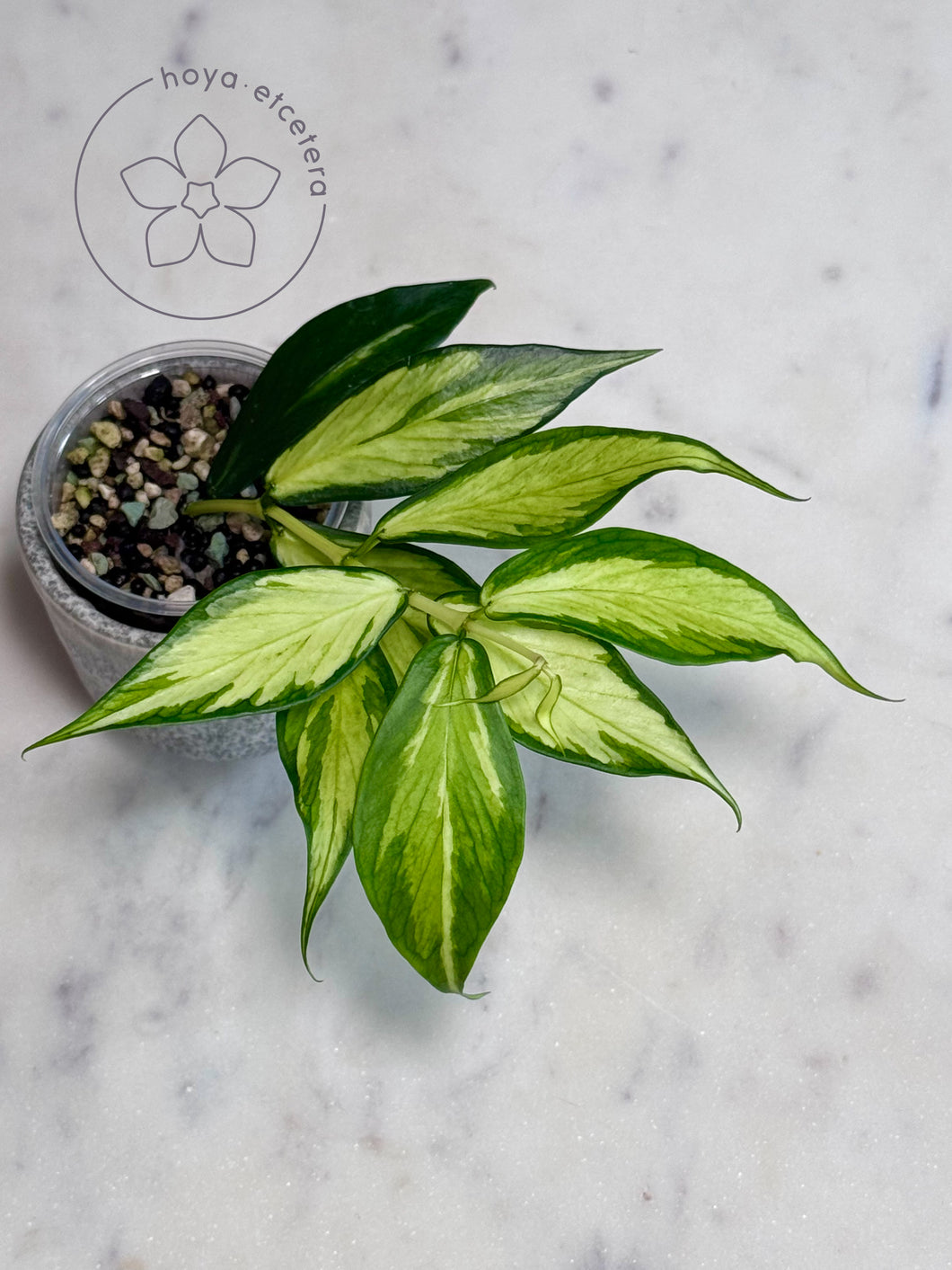 Hoya polyneura (inner variegated)