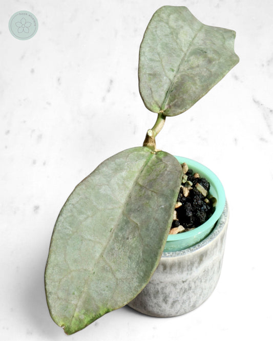 Hoya mitrata (Pearl Gold)