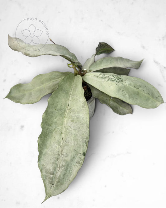 Hoya mitrata (sp. Buntok silver AH clone)