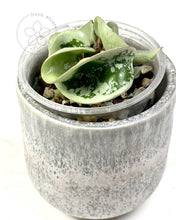 Charger l&#39;image dans la galerie, Hoya compacta (silver margin) 🦄
