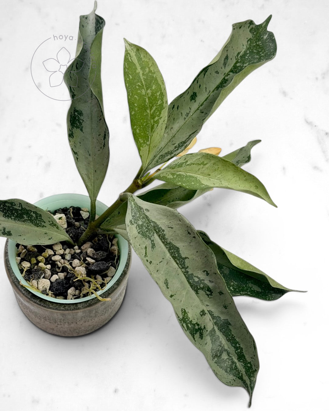 Hoya occultata (silver)