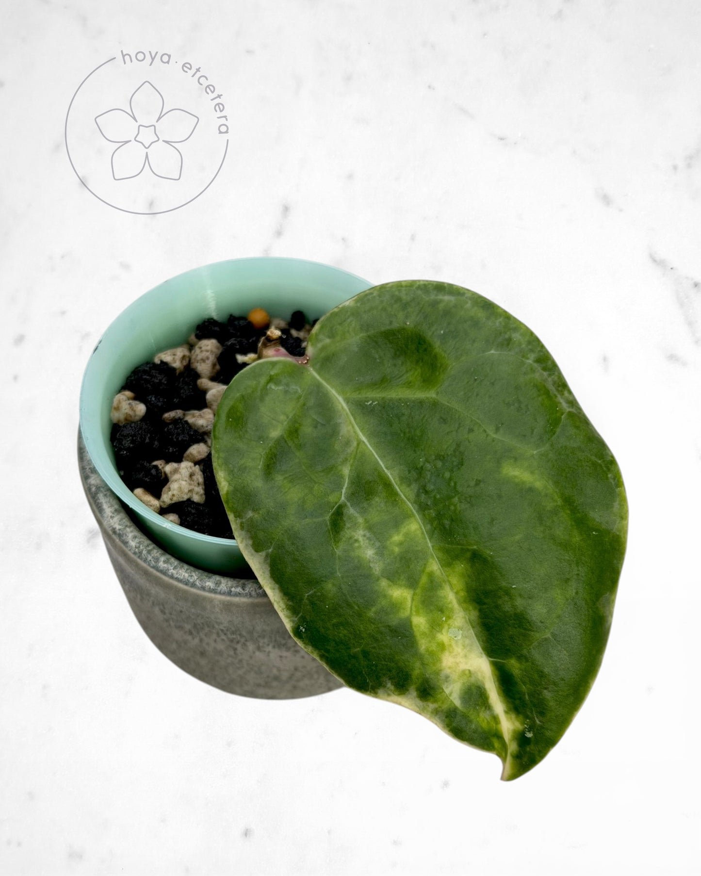 Hoya 'Candy'