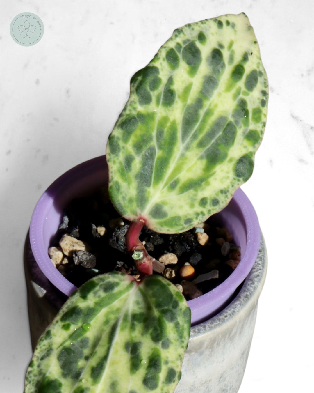 Hoya 'Swiffer’s Nightmare'