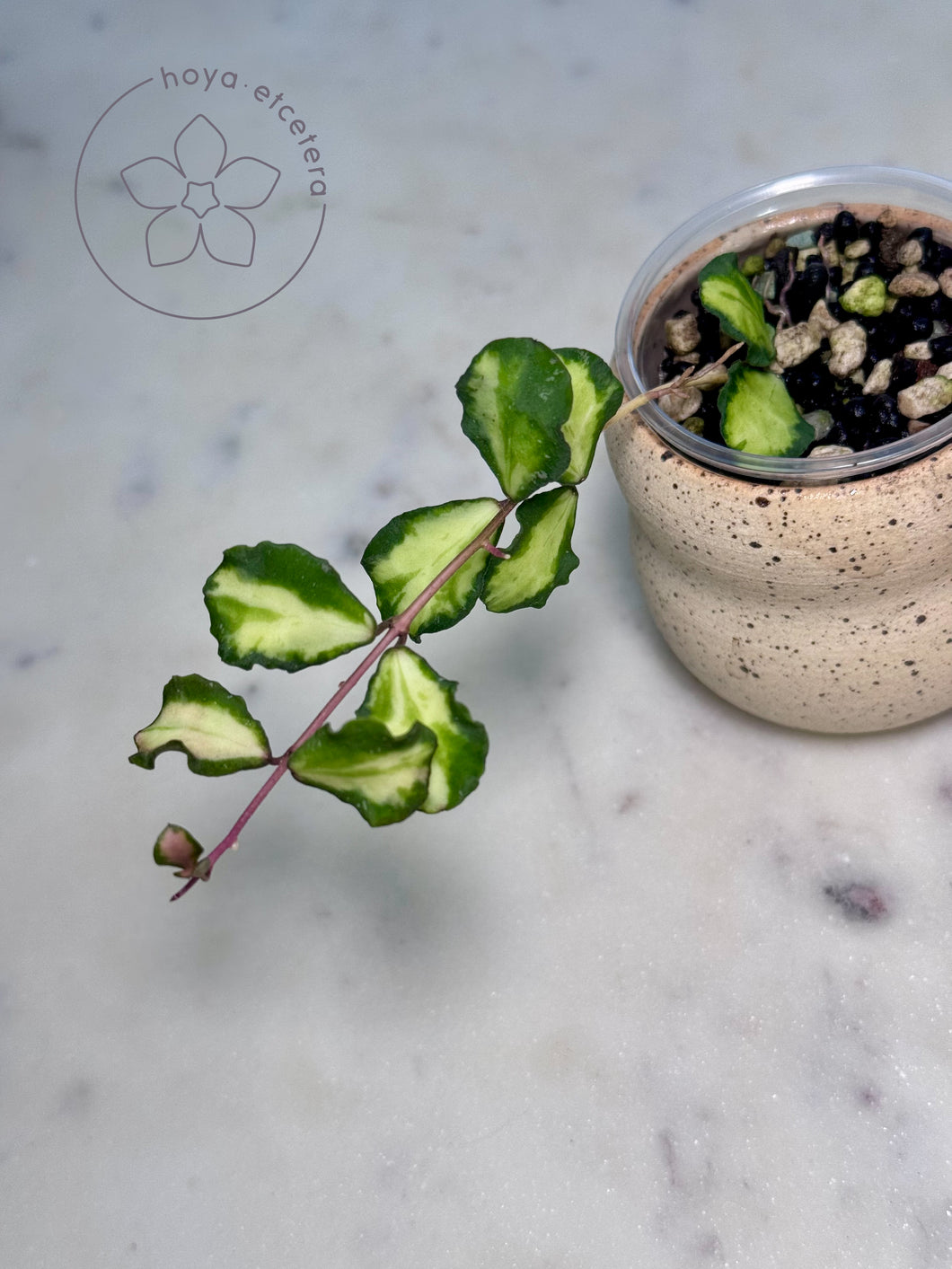 Hoya kanyakumariana (inner variegated)