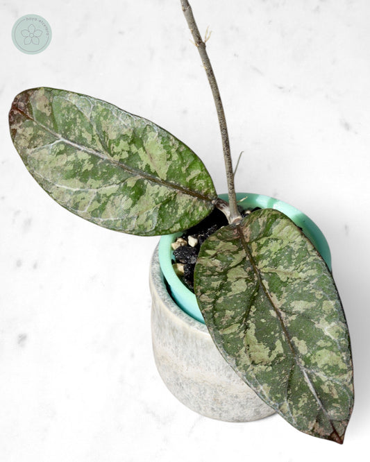 Hoya sp. Aceh 'Mustika'