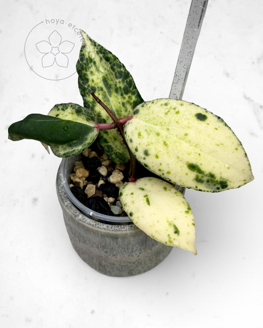 Hoya 'Swiffer’s Nightmare'