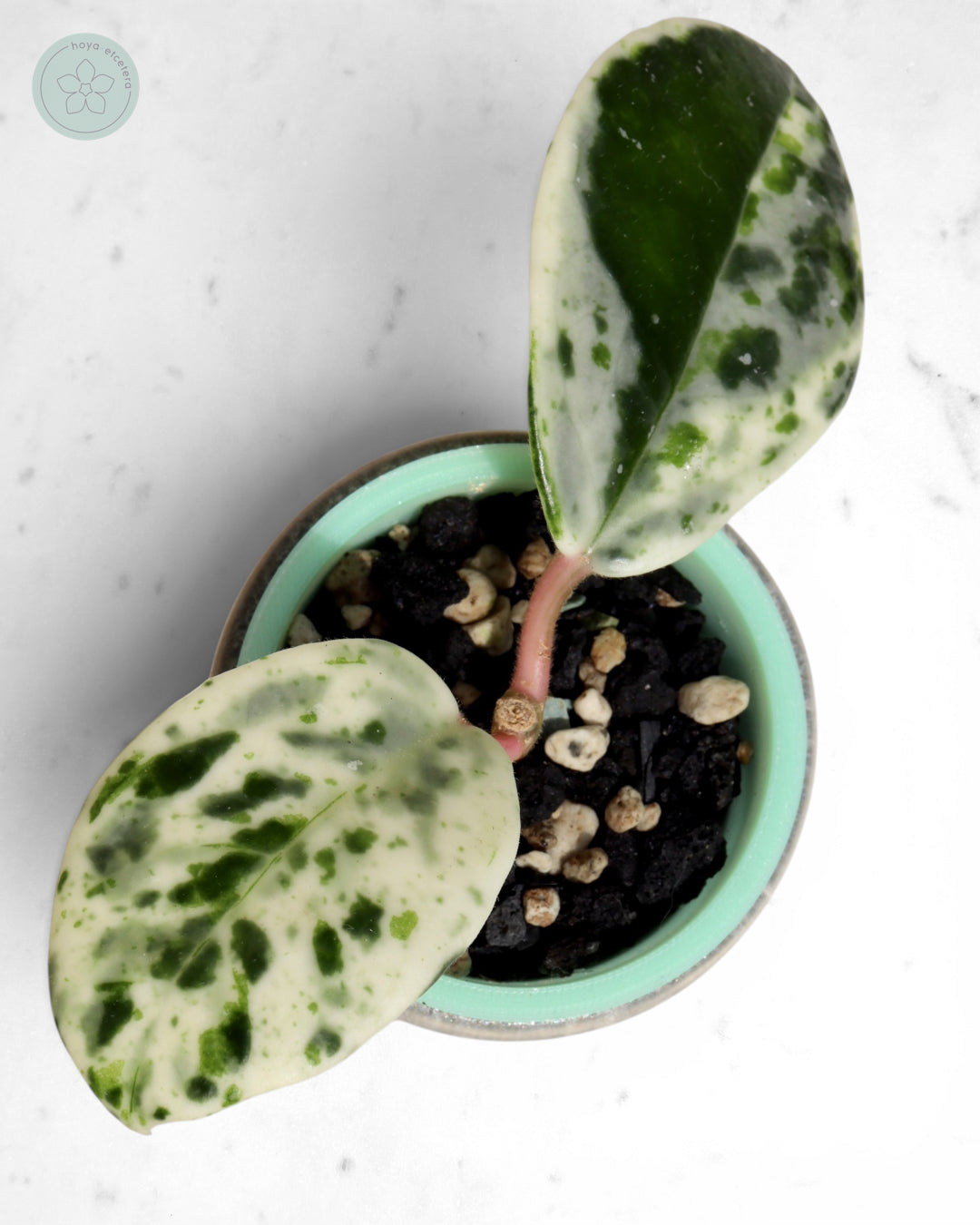 Hoya carnosa 'Madara' (Snow Angel)