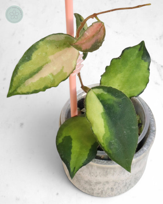 Hoya caudata (variegated)