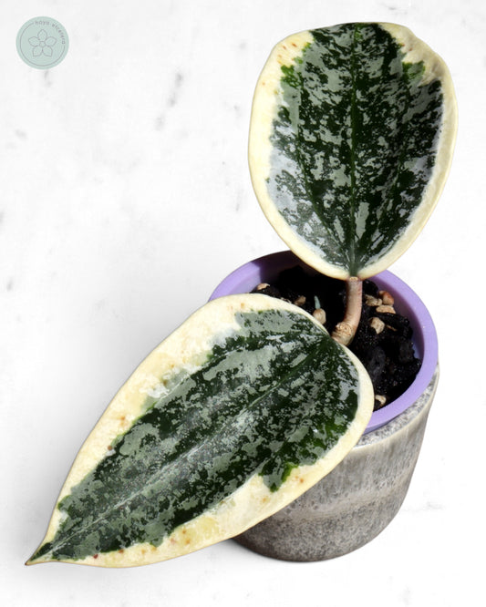 Hoya sp. Rangsan (albo splash)