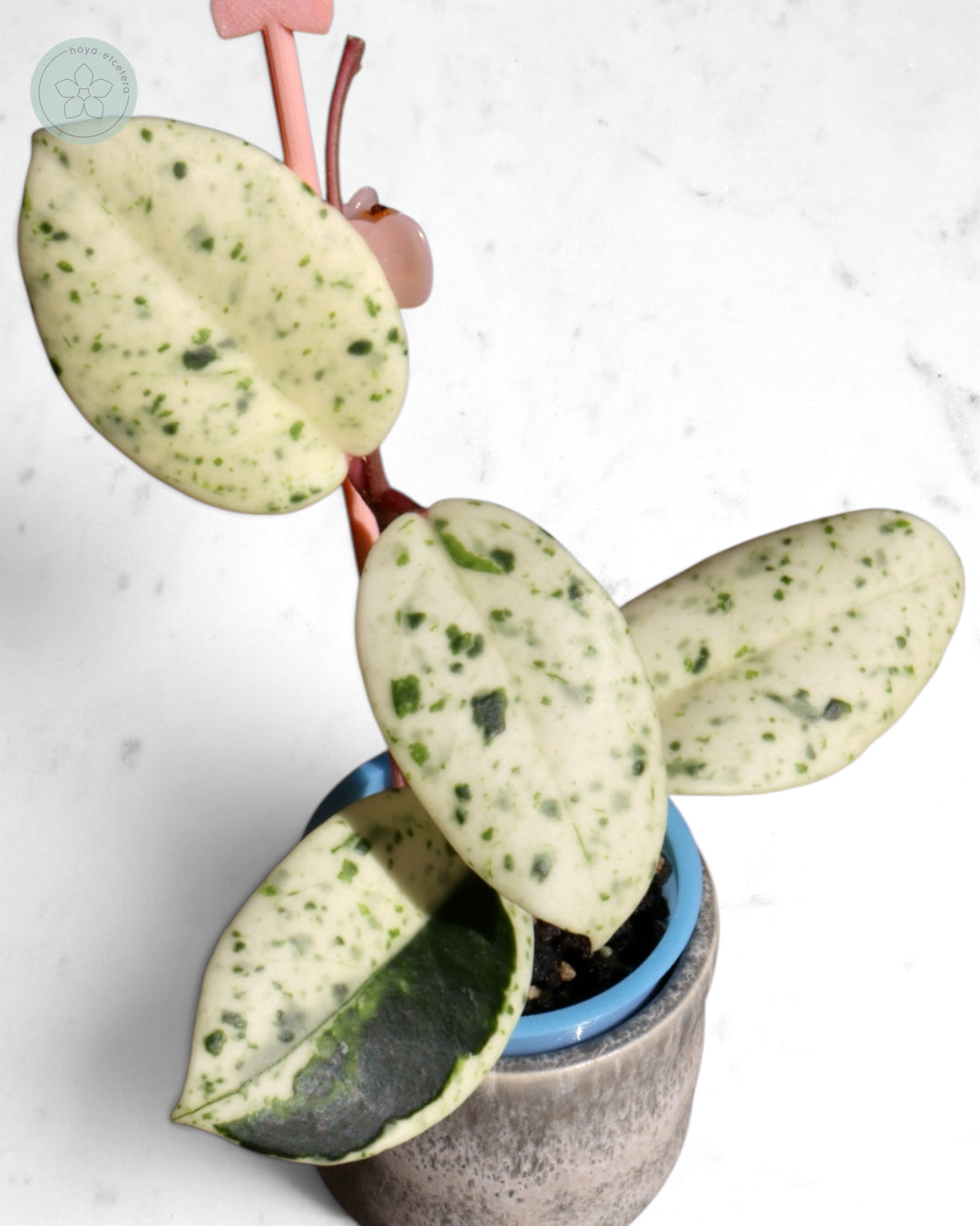 Hoya carnosa 'Madara' (Snow Angel)