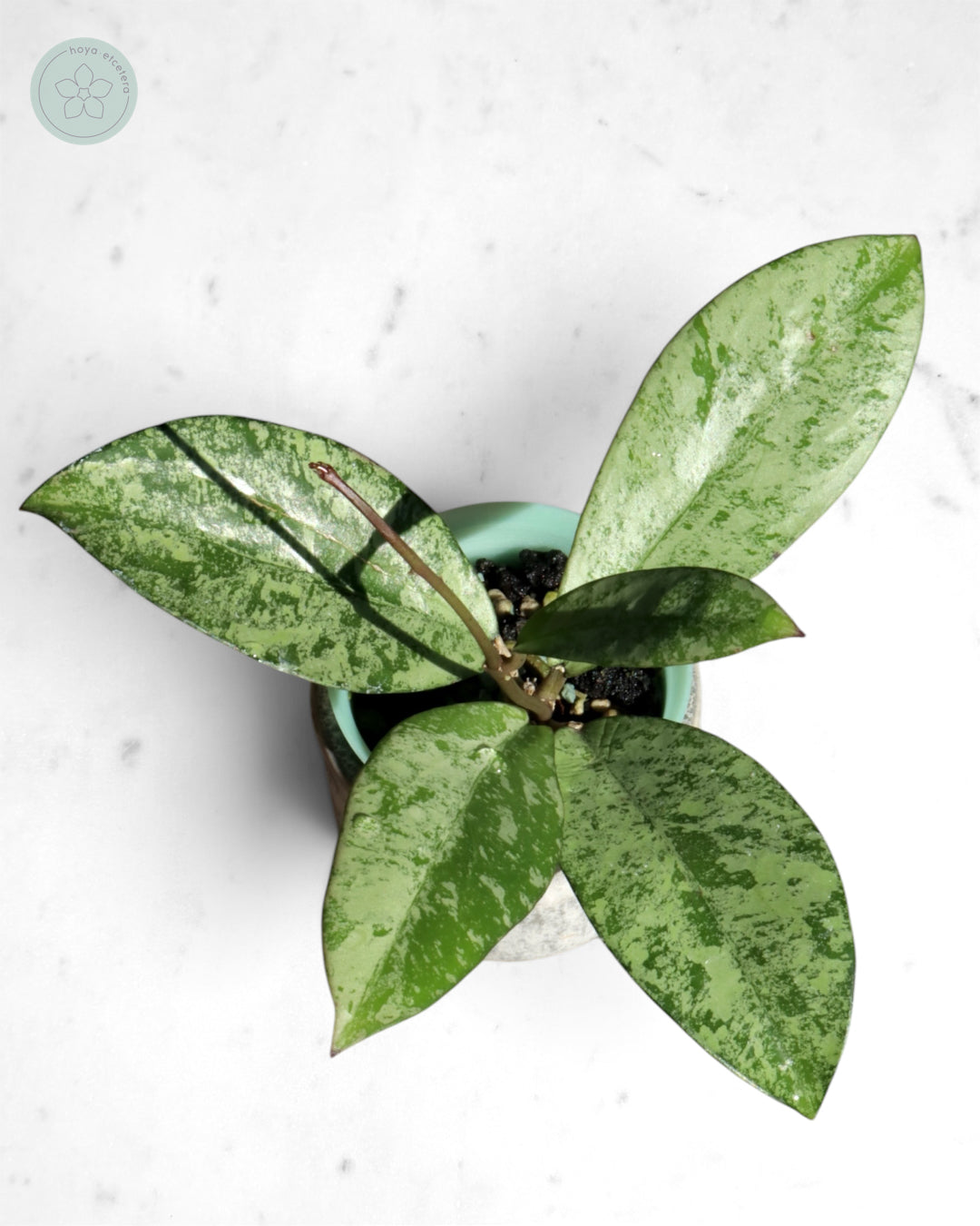 Hoya crassipetiolata (silver)