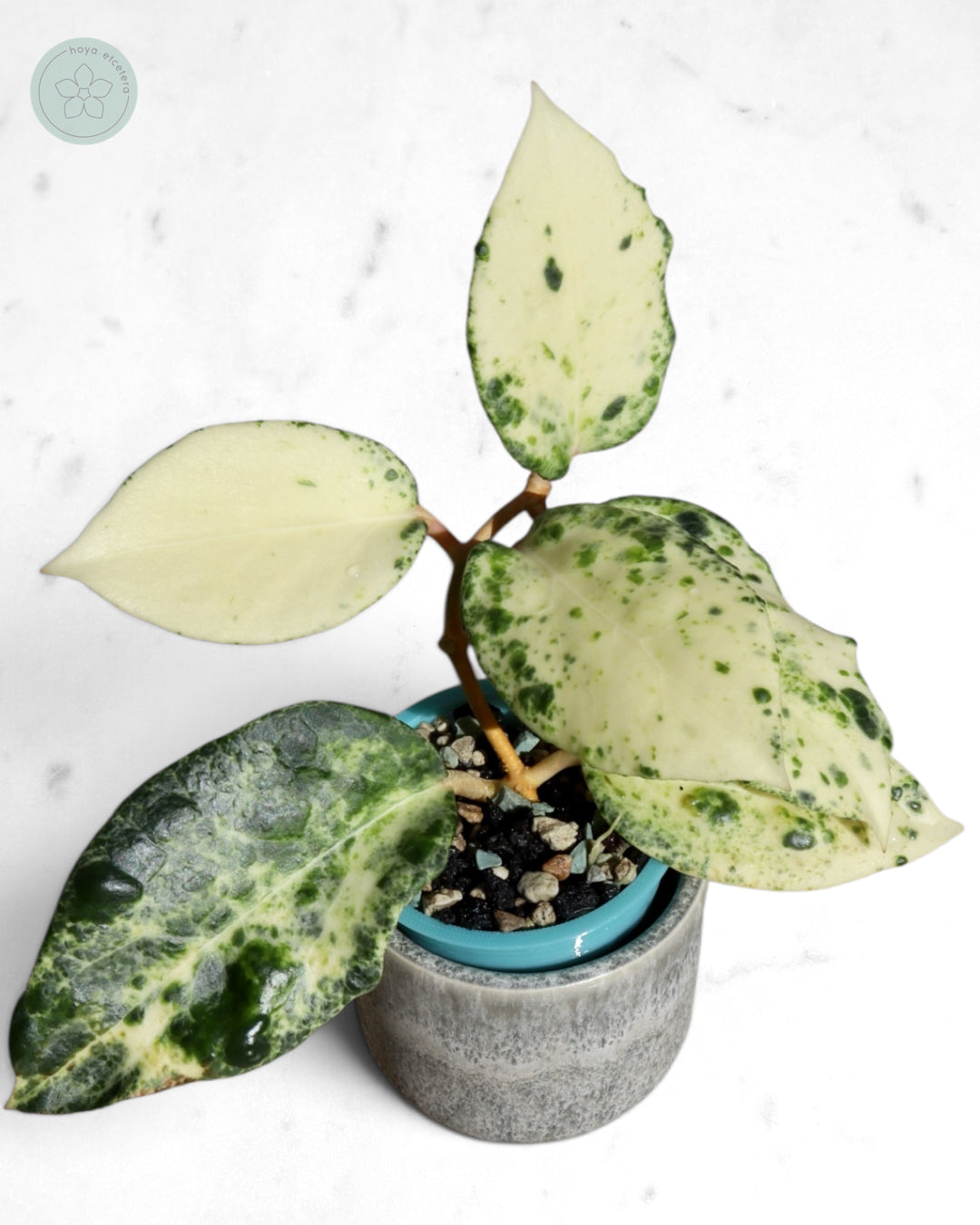 Hoya 'Candy'