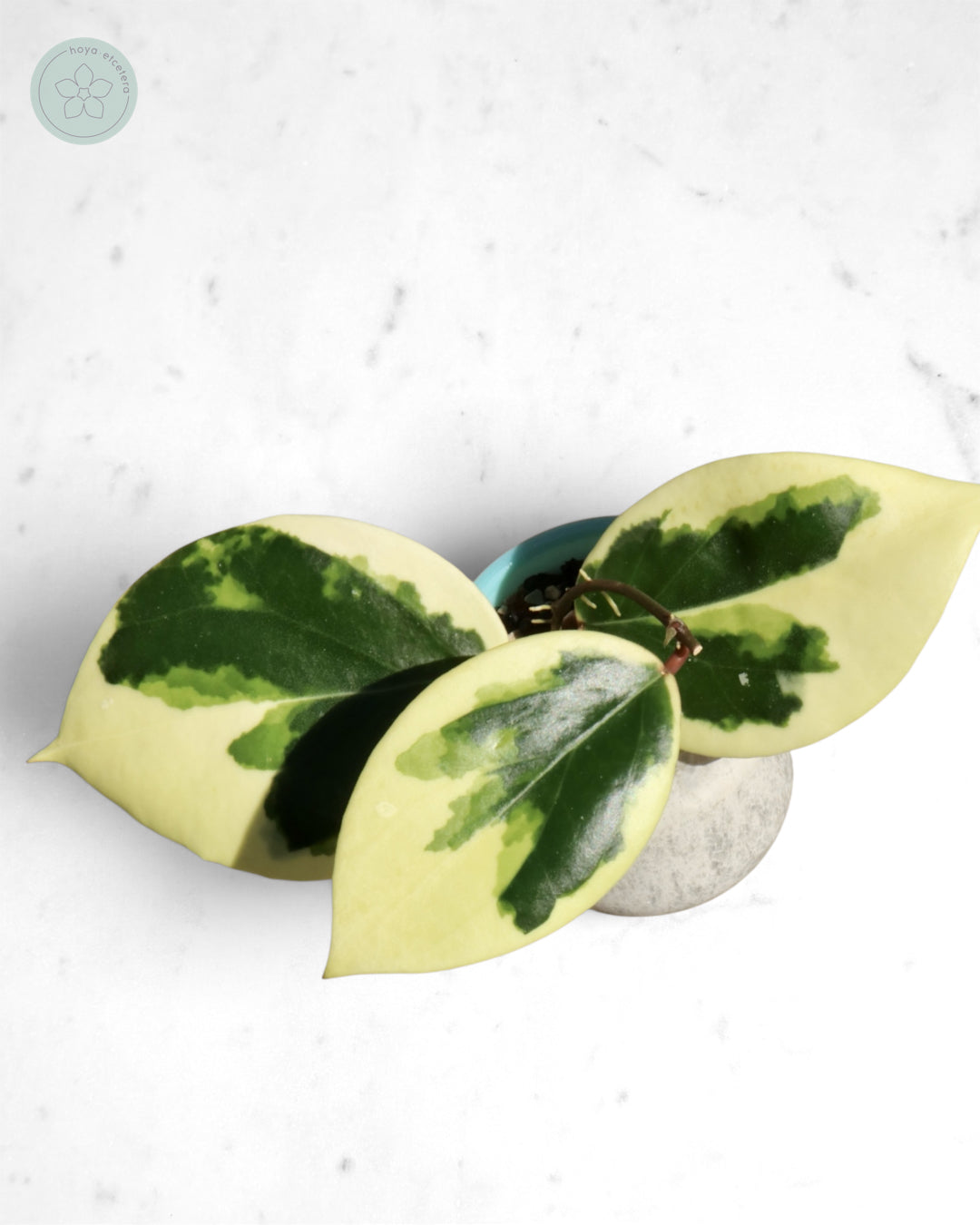 Hoya ilagiorum (albo)