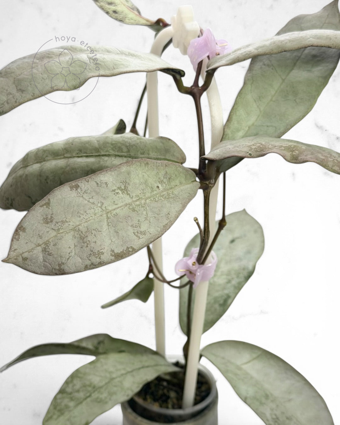 Hoya mitrata (sp. Buntok silver AH clone) with 🌸