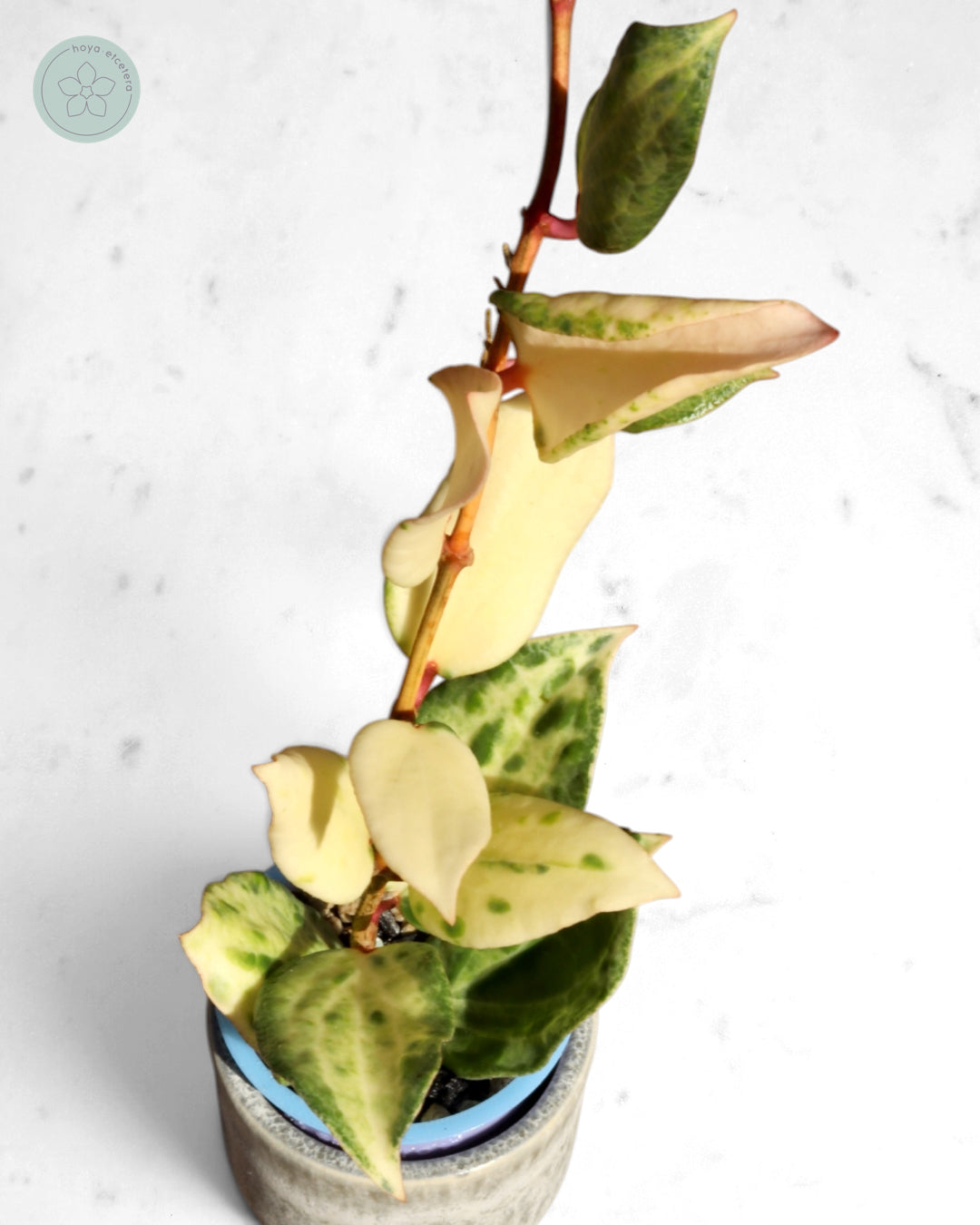 Hoya 'Crocodile'