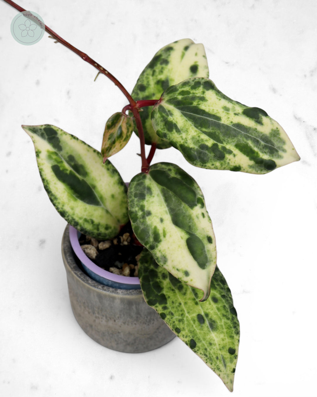 Hoya 'Swiffer’s Nightmare' 🌱 cutting