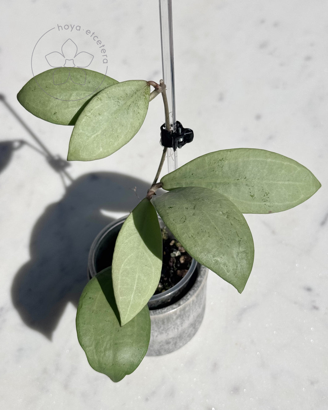 Hoya erythrostemma (silver)
