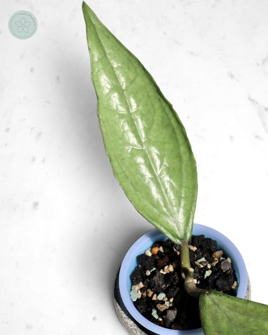 Hoya sp. Germany (silver)