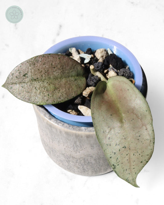 Hoya 'Moon Blush'