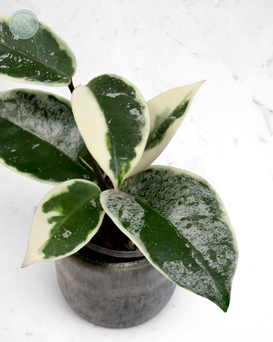 Hoya 'Krimson Queen' (splash)
