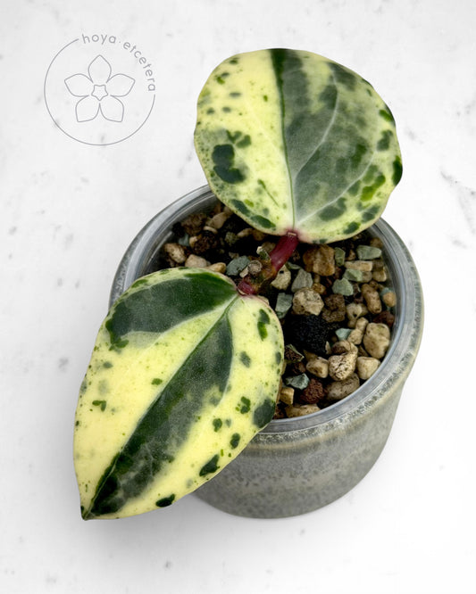 Hoya 'Swiffer’s Nightmare'