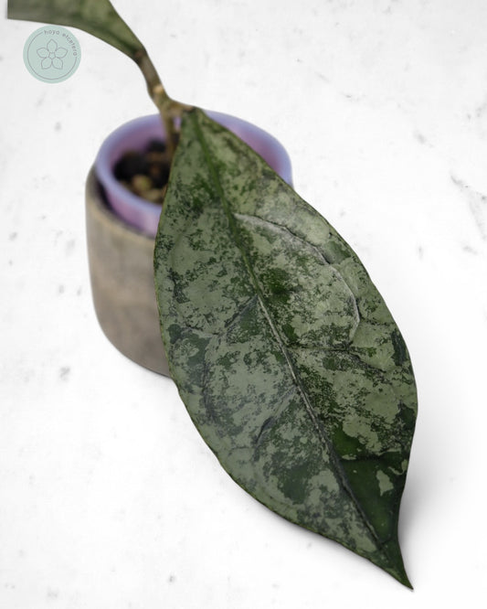 Hoya clemensiorum (Borneo silver)