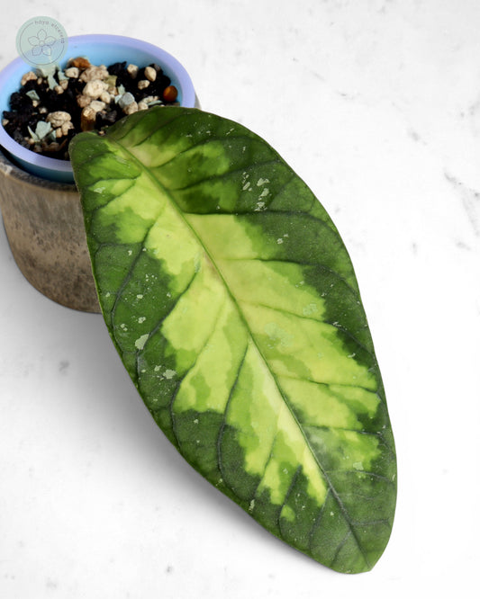 Hoya sp. Aceh 'Ladia Galaska'