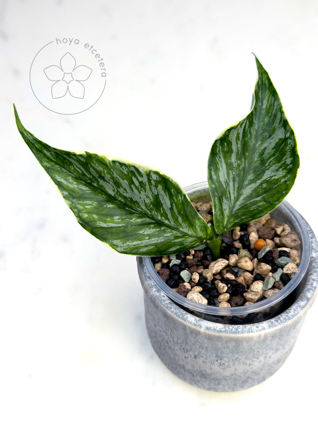 Hoya polyneura 'Jasminka' 🌱 cutting